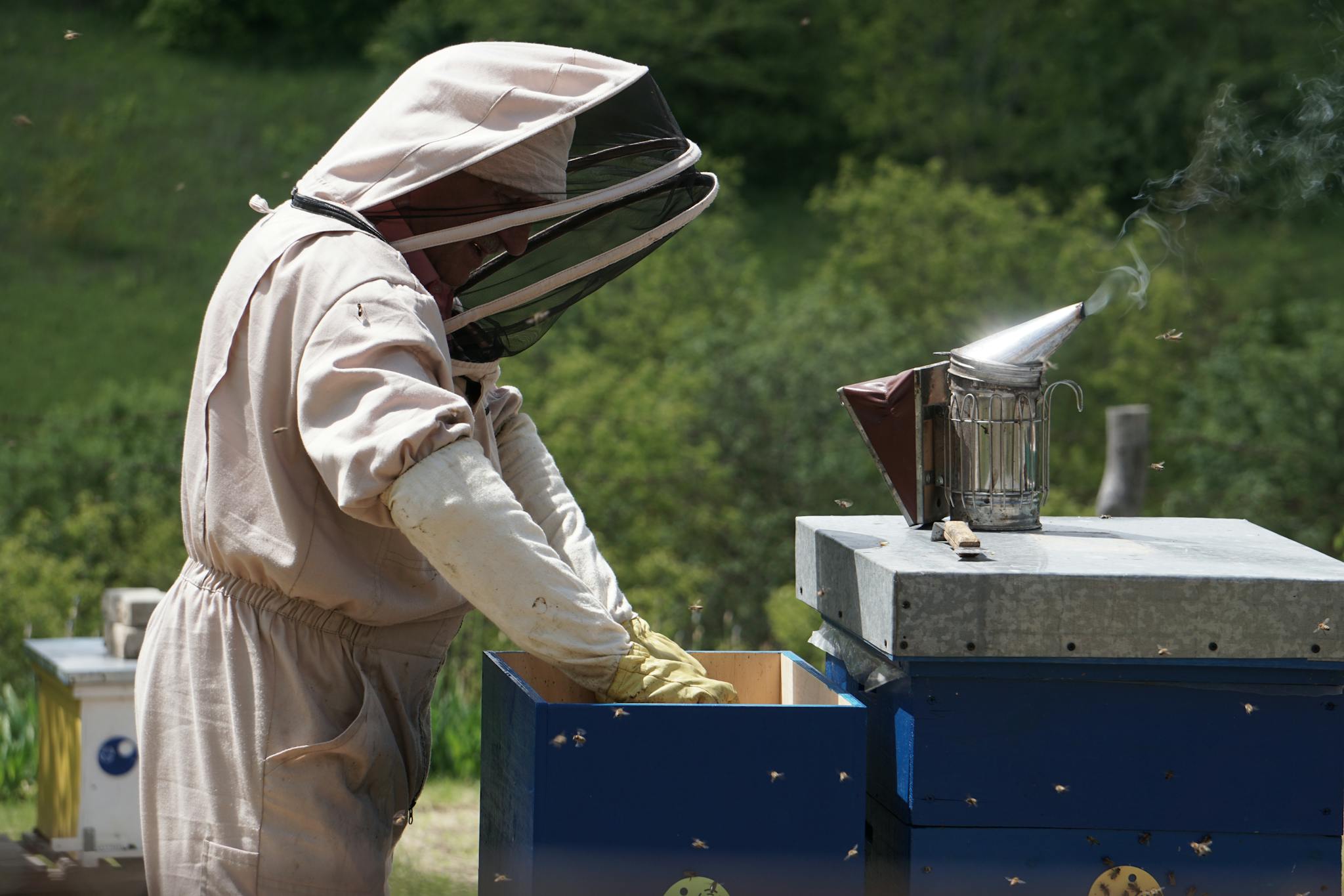 Beekeeper in protective suit inspecting hive outdoors with bee smoker on a sunny day.