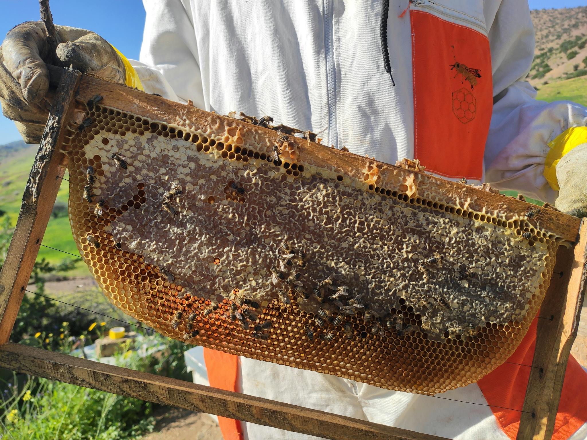 Close-up of a beekeeper inspecting a honeycomb frame outdoors in Morocco.