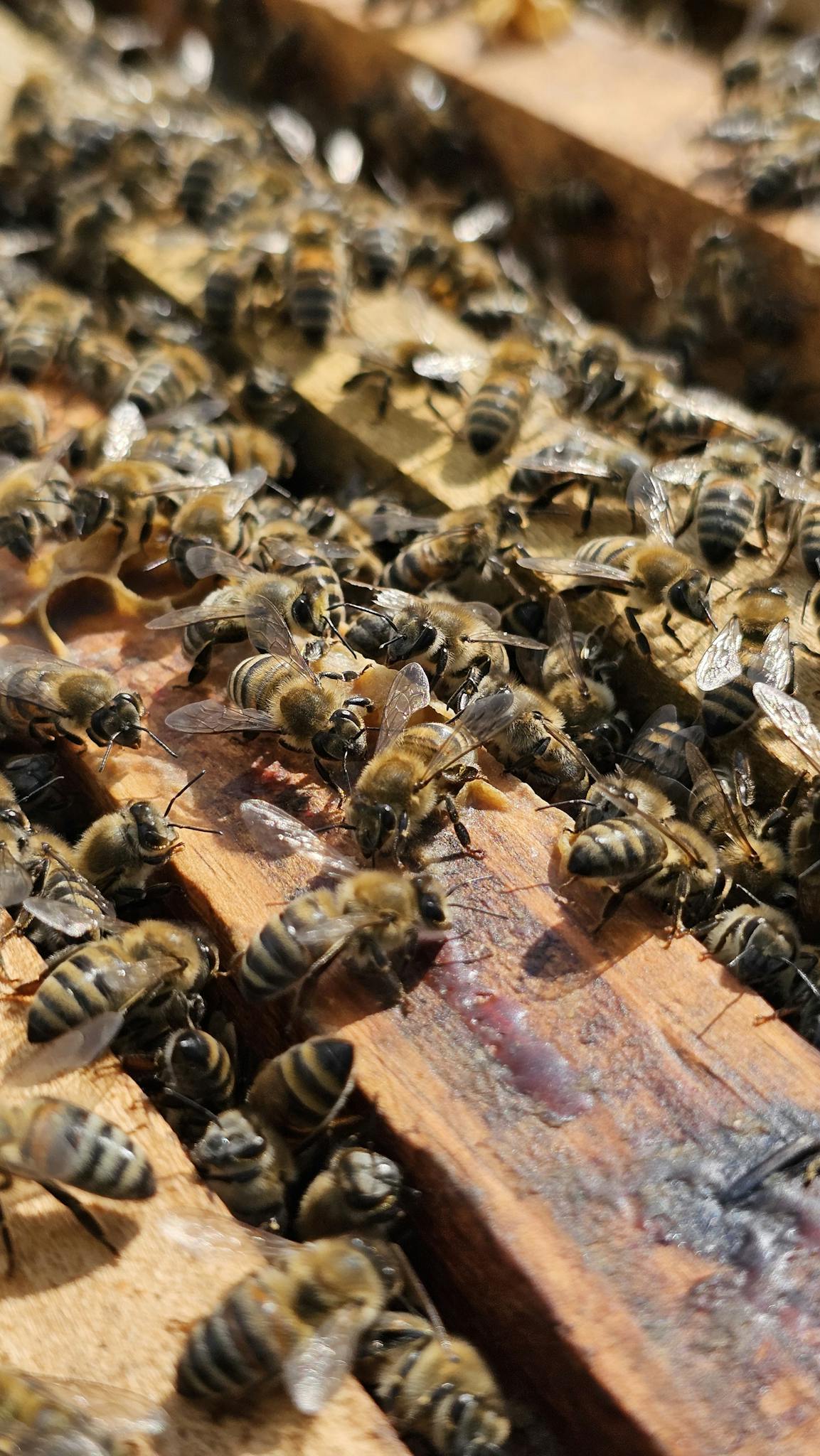 Close-up view of honeybees swarming on a beehive frame, showcasing natural bee behavior.