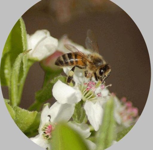 Rawfind Honey